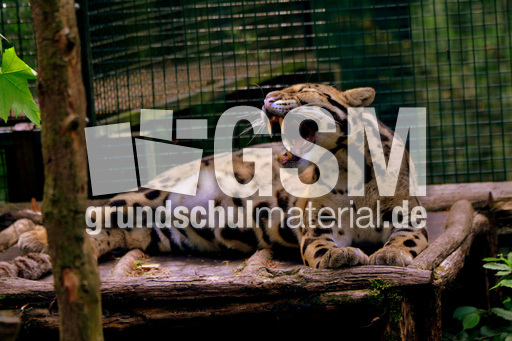 Nebelparder (15).jpg